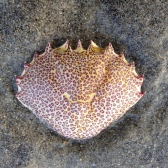 tan shell