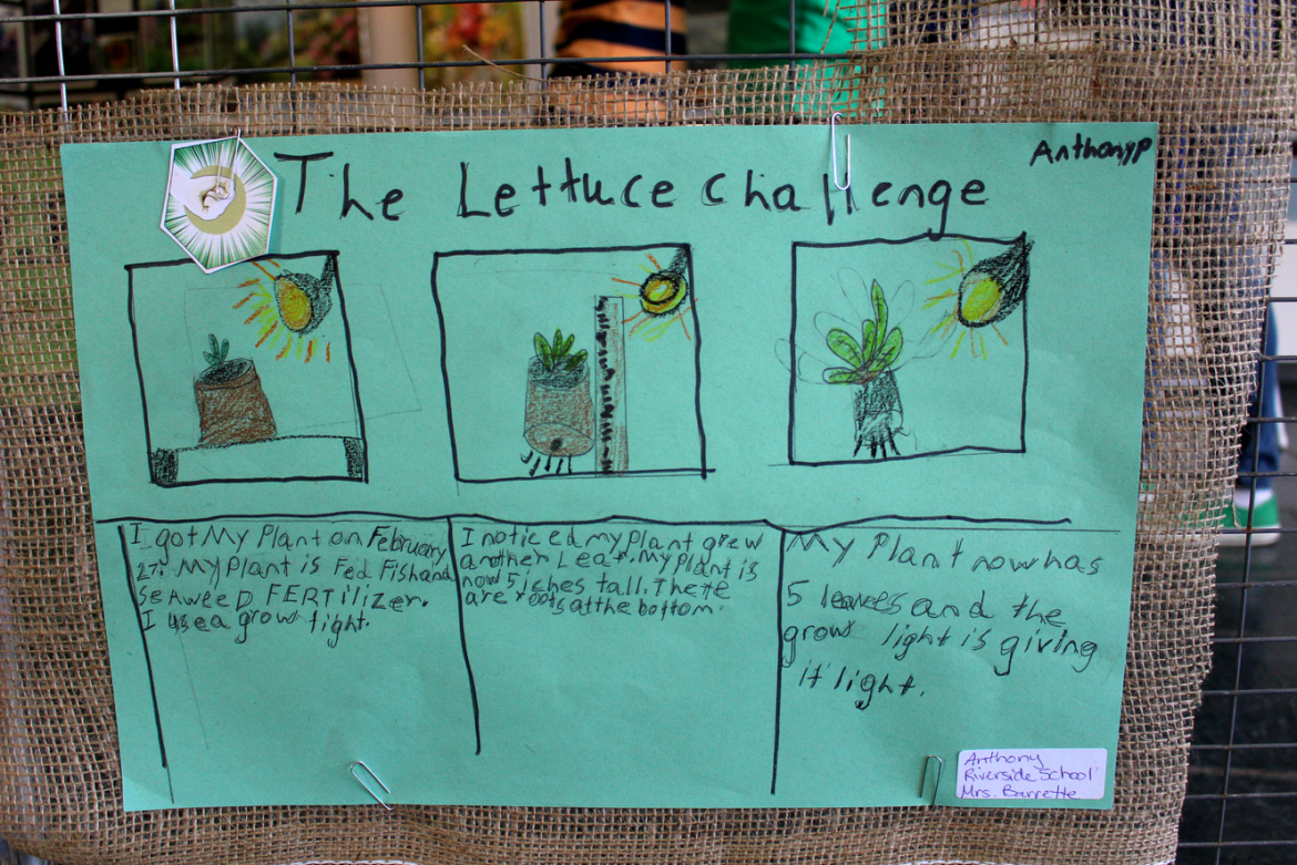 The Lettuce Challenge.