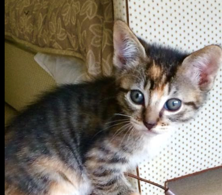 pet valu kittens for adoption