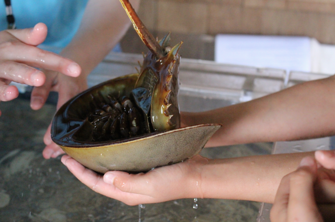 Children learned about horseshoe crabs from volunteers at the Seaside Center. Credit: Leslie Yager