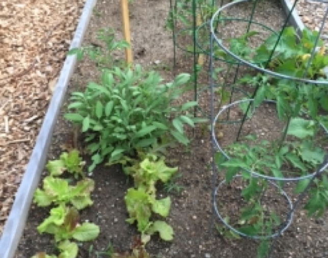 Lettuce ready for picking!
