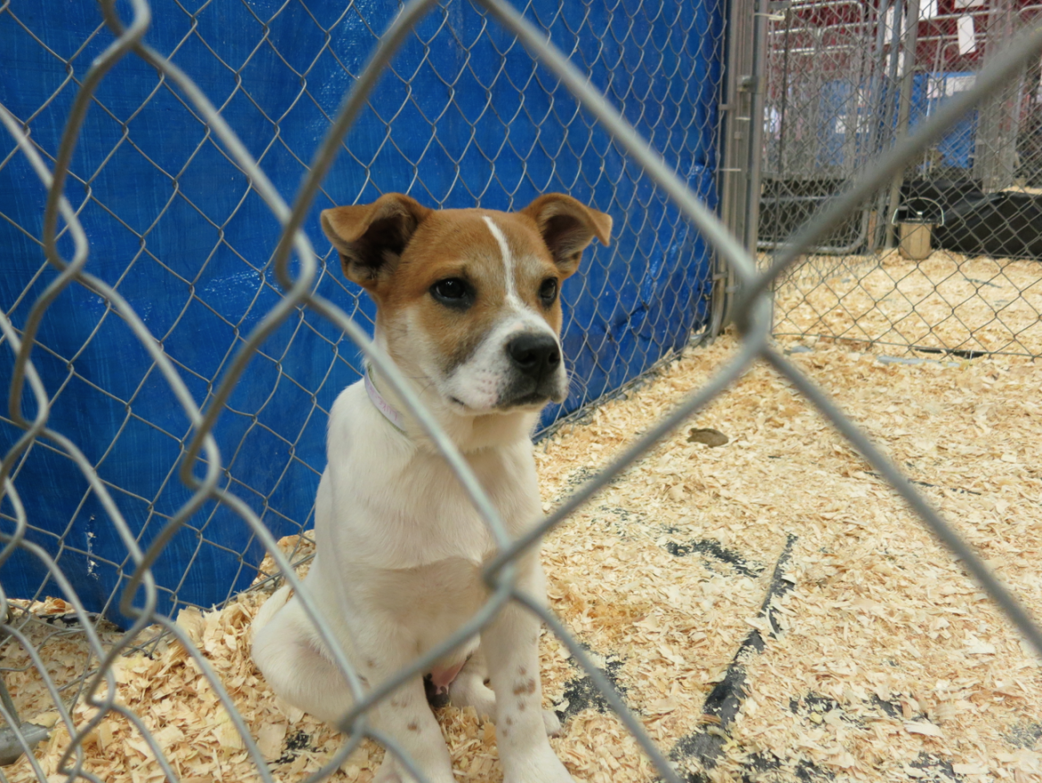A dog waits to be adopted at a Best Friends mega adoption event. Credit: Leslie Yager