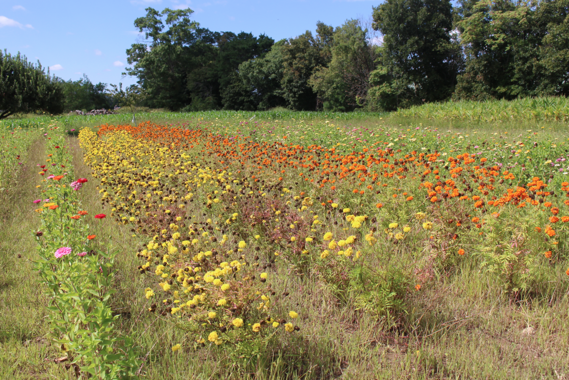 Fields of flowers at Augustine's Farm in Greenwich. Credit: Leslie Yager