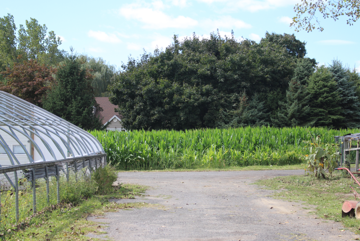 field of corn behind farm stand