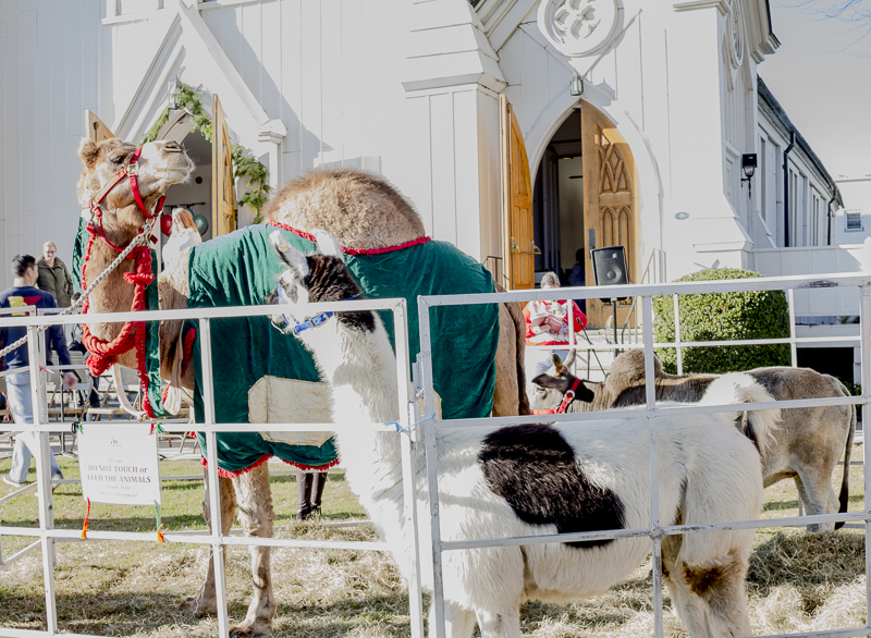 The First United Methodist Church hosted a Live Nativity Scene and featured live animals - a camel, donkey, llama, cow and sheep