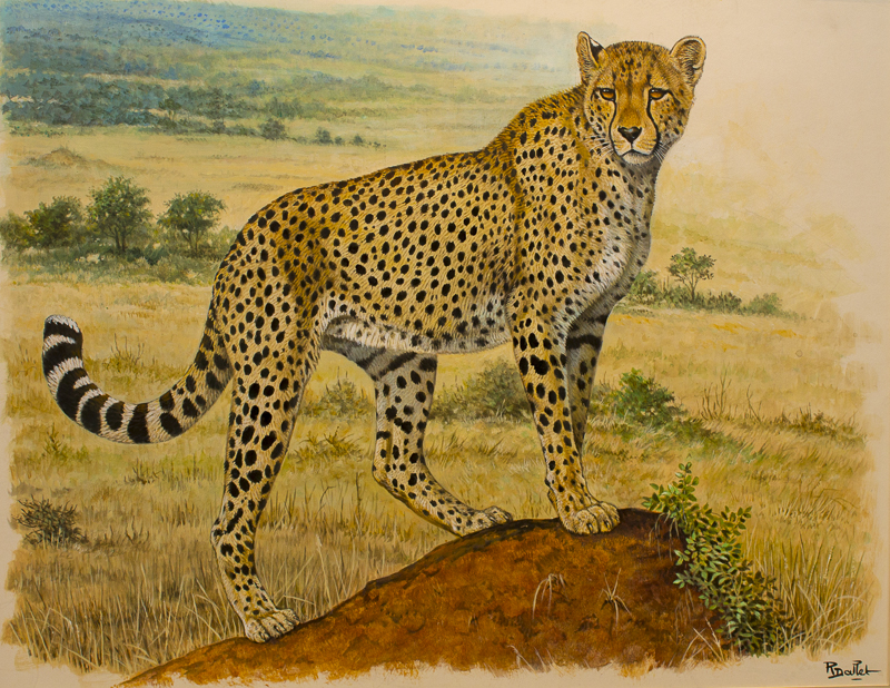 A wild cat, expertly painted by Robert Dallet in this remarkable exhibit. Credit: Karen Sheer