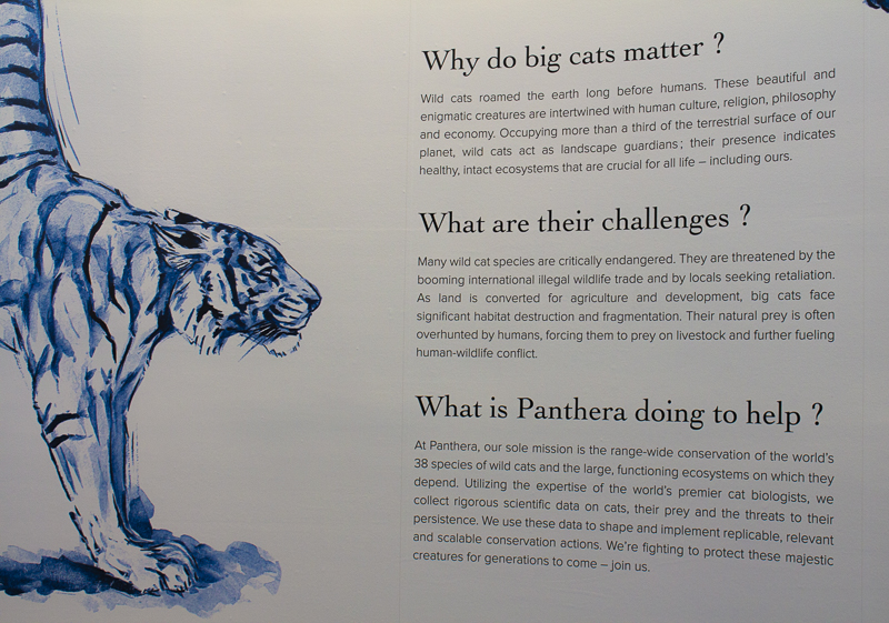 Understanding the exhibit - "nature is so powerful", and how Panthera is helping us by raising awareness. Credit:Karen Sheer