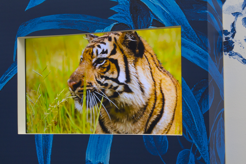 Video Screens help tell the story of these endangered species. Credit: Karen Sheer