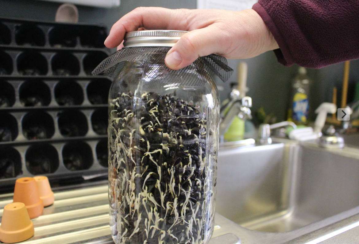  Organic sunflower seeds from Johnnie's thriving in a large mason jar at the Garden Education Center in Cos Cob. Jan. 29, 2016 Credit: Leslie Yager