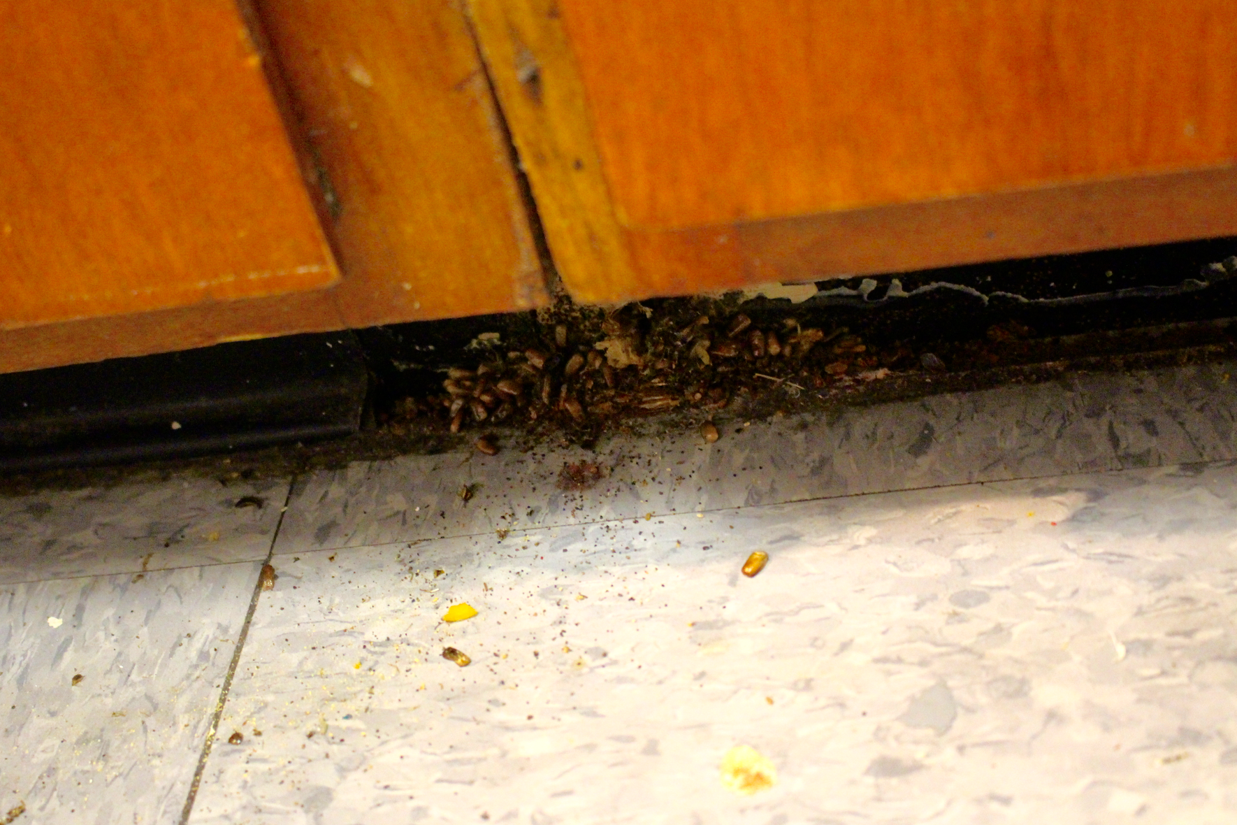 Cock roaches behind the baseboard, Feb. 24, 2016 Credit: Leslie Yager