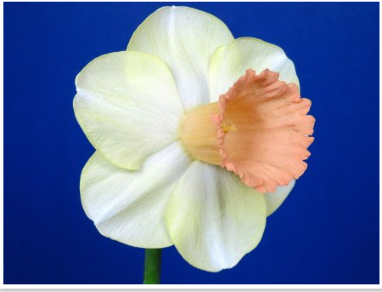 Hey Greenwich, Looking for a Sign of Spring? Put the CT Daffodil Show