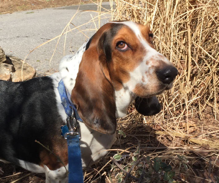 rescue basset hounds near me