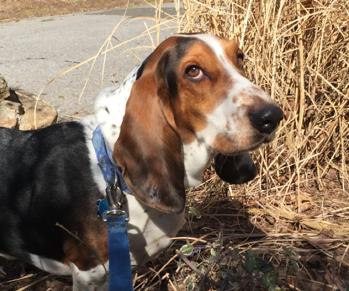 bassett hound