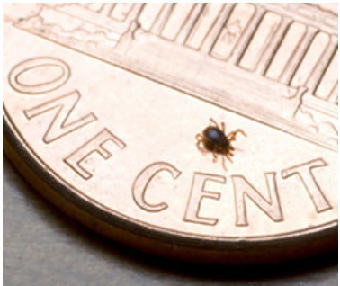 Summer is prime time for tick troubles because nymph ticks are so tiny many people don’t even realize they’ve been bitten. Photo: Global Lyme Alliance