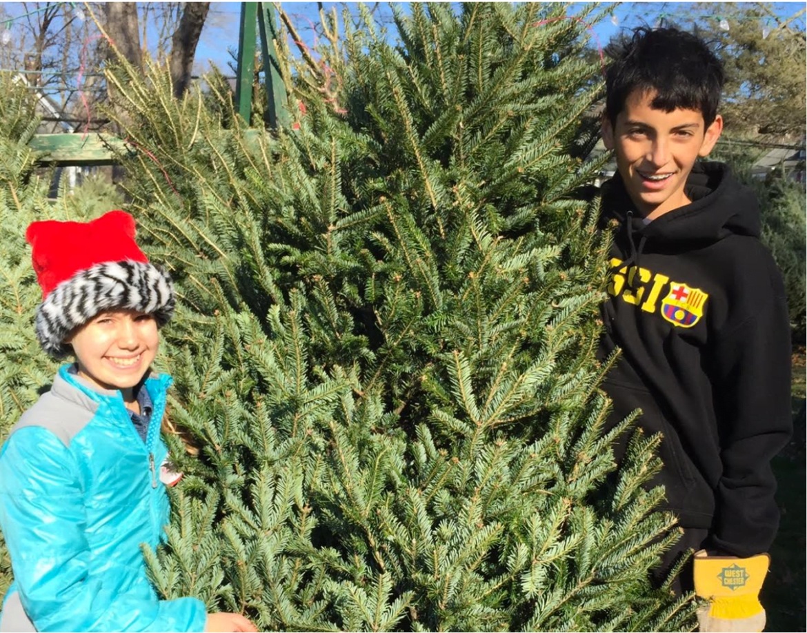Finding a fresh-cut tree at the Charity Christmas Tree Sale