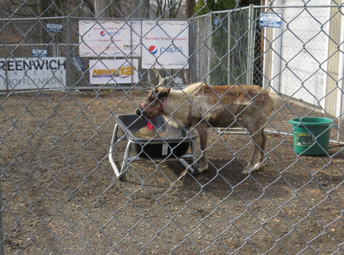 live reindeer