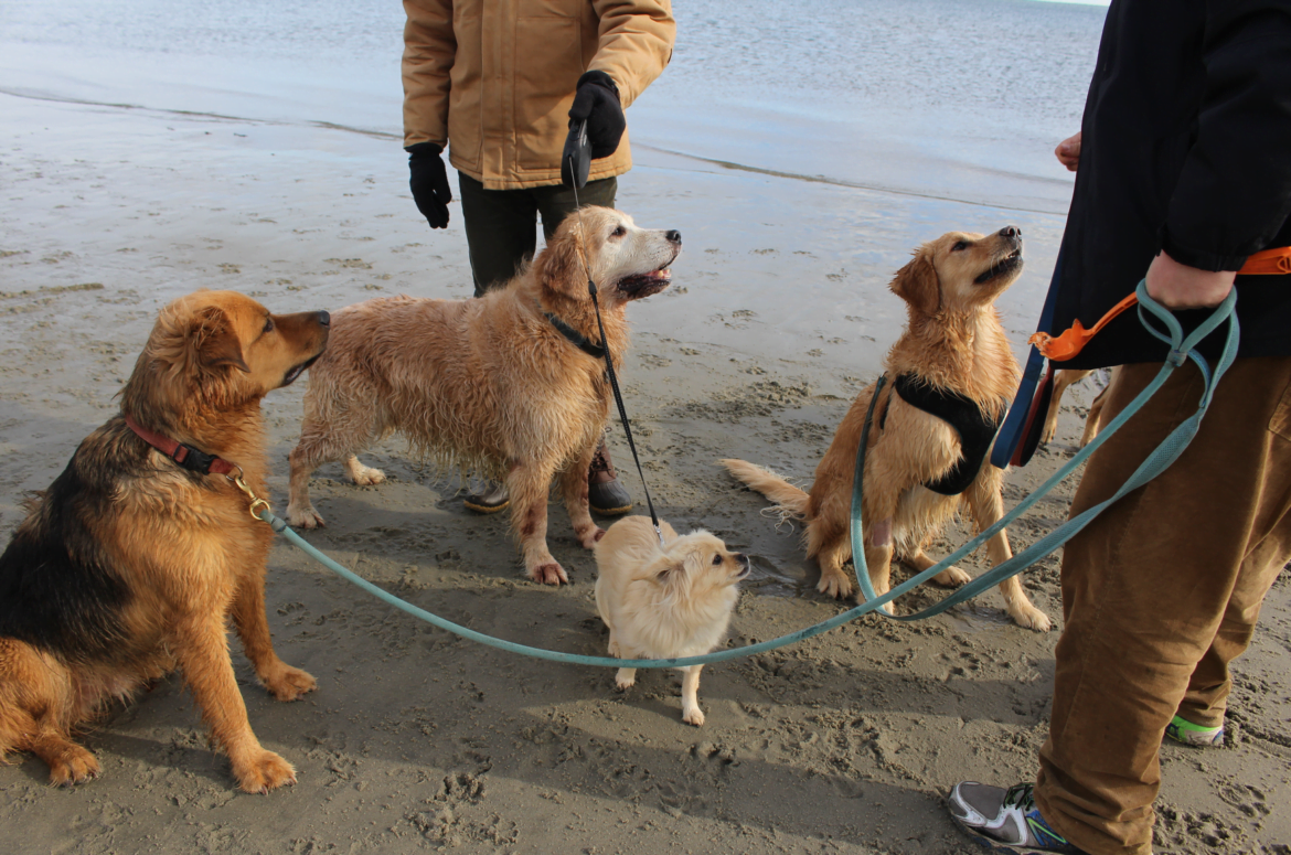 Leashed dogs are only allowed at Tod's Point from December 1 through March 31. Credit: Leslie Yager