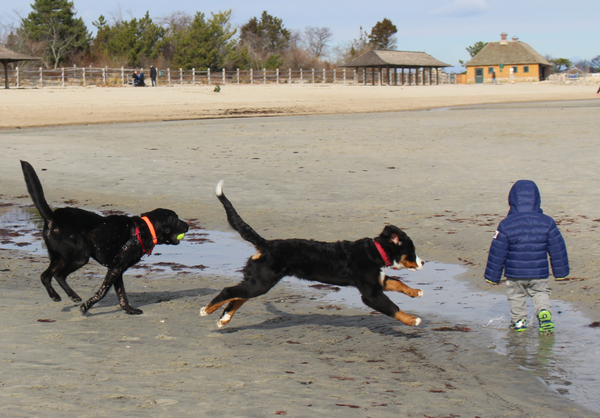 Leashed dogs are only allowed at Tod's Point from December 1 through March 31. Credit: Leslie Yager