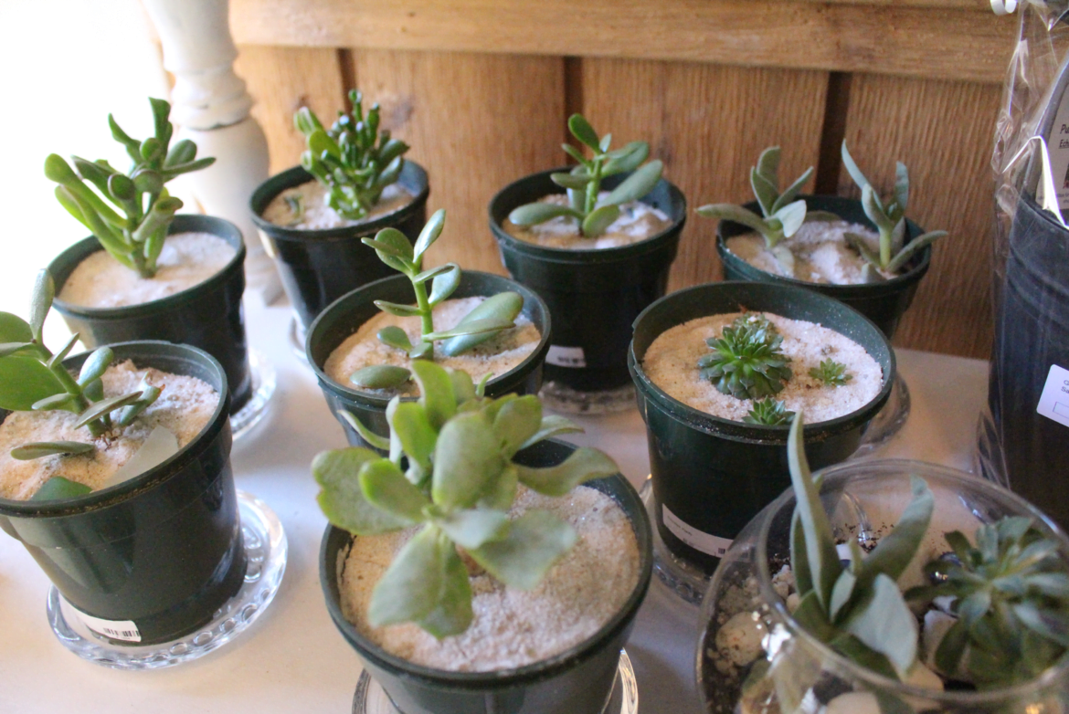 Succulents and terrariums at the Abilis gift shop. Photo: Leslie Yager
