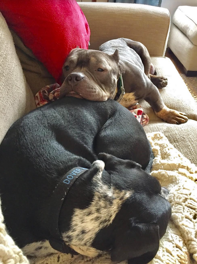 Wally napping with his foster brother Dover in Greenwich. Contributed photo