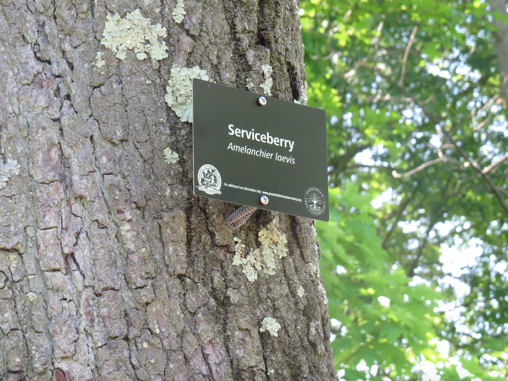 The Greenwich Tree Conservancy put up many new plaques in Bruce Park to indicate the type of tree. May 21, 2017. Photo: Devon Bedoya