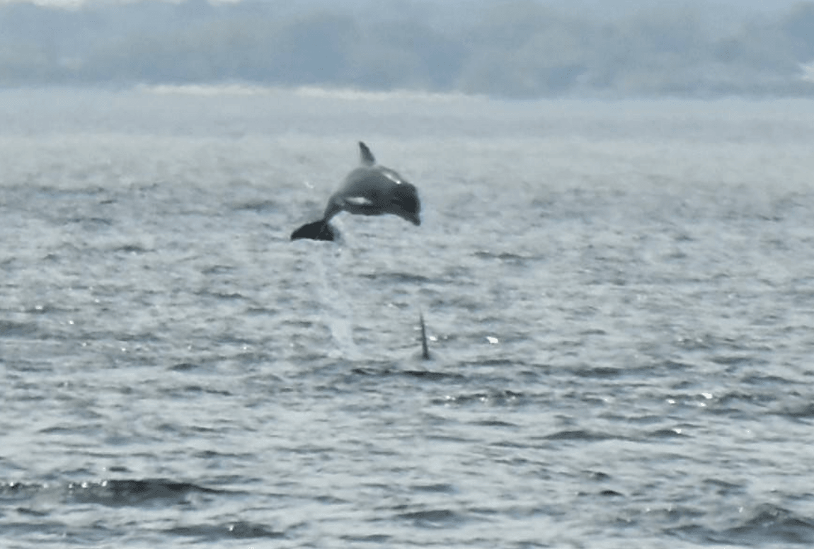 Dolphins jumping out of Long Island Sound near Greenwich. Photo courtesy Patty Doyle, May 19, 2017