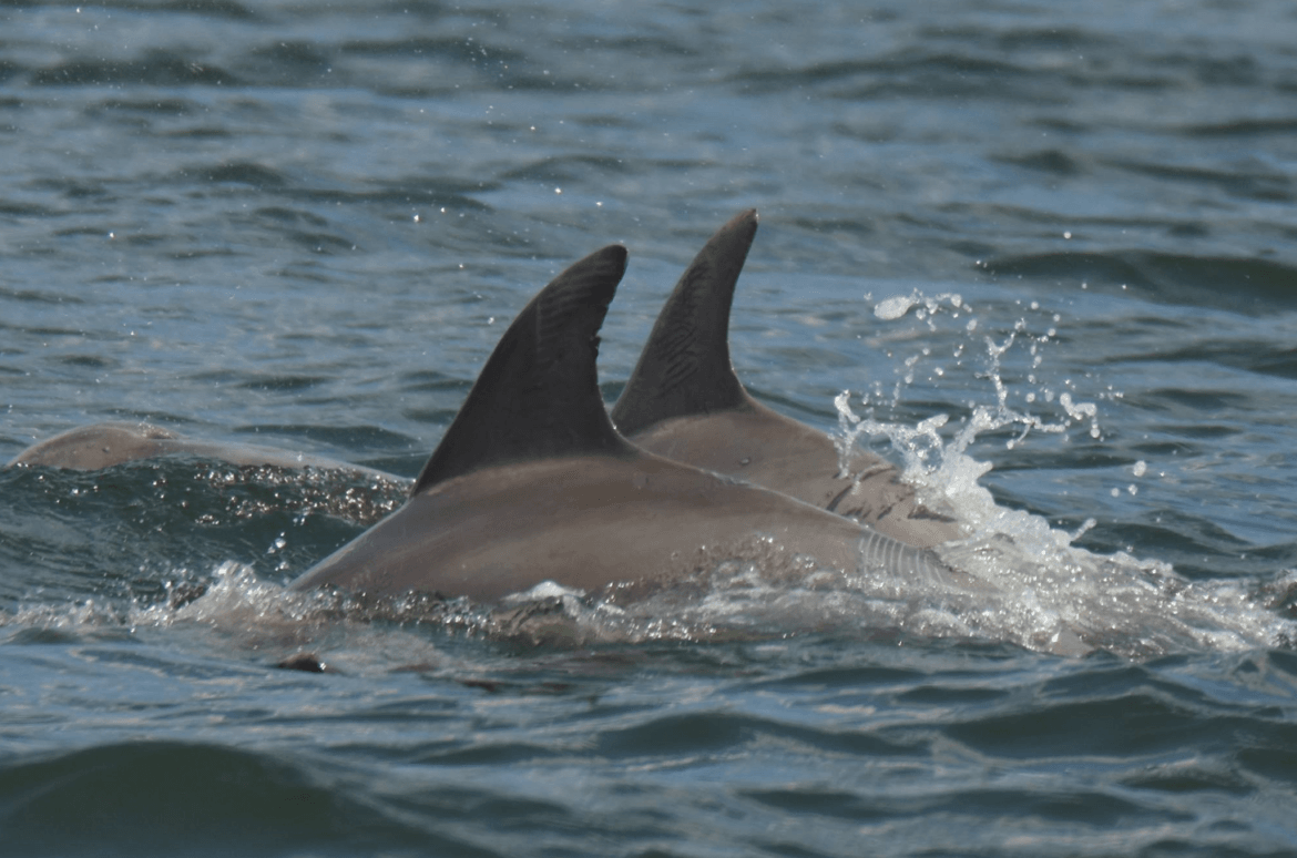 Dolphins jumping out of Long Island Sound near Greenwich. Photo courtesy Patty Doyle, May 19, 2017