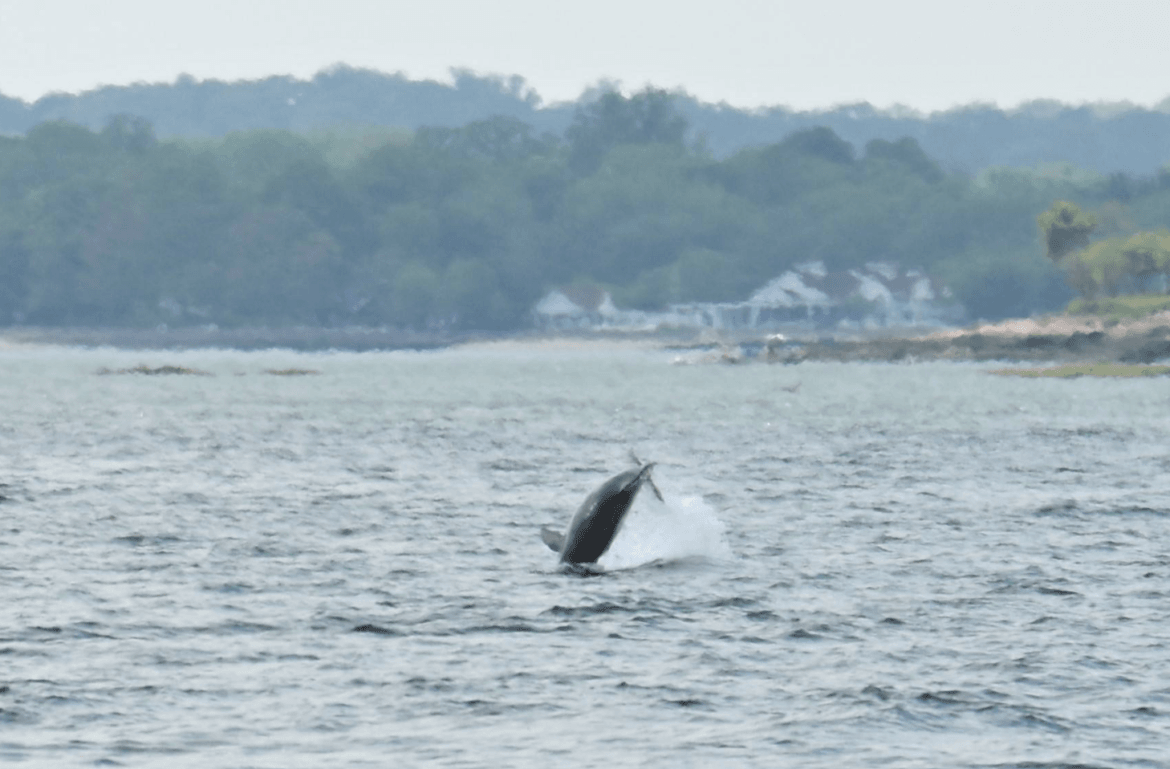 Dolphins jumping out of Long Island Sound. Photo courtesy Patty Doyle, May 19, 2017