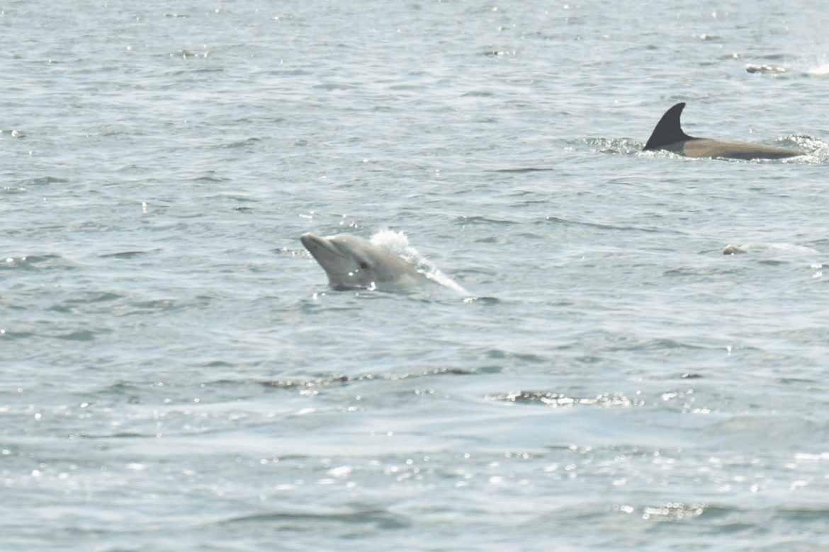 Dolphins jumping out of Long Island Sound. Photo courtesy Patty Doyle, May 19, 2017