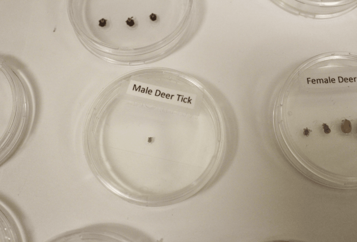 Samples of different types of ticks and bugs available to view at the lab at Greenwich Town Hall. 