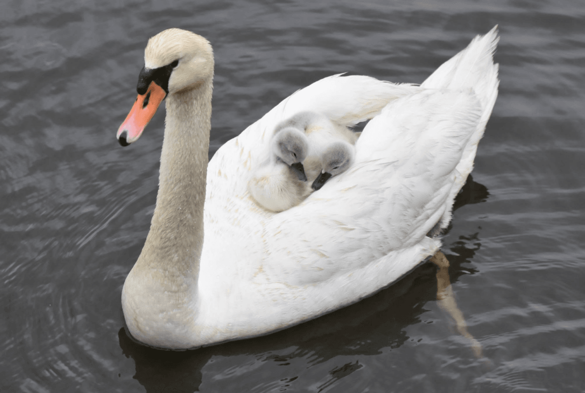  Swan and cygnets swimming in Cos Cob Harbor. Photo: Patty Doyle