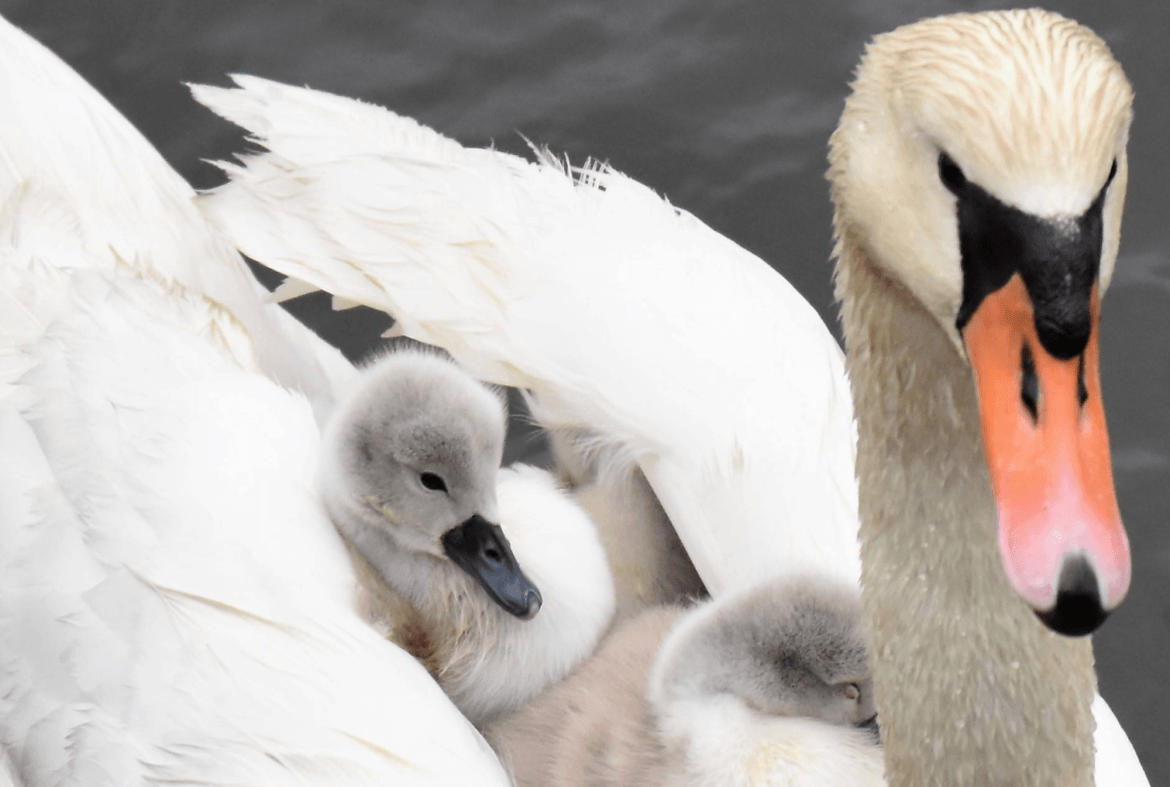  Swan and cygnets swimming in Cos Cob Harbor. Photo: Patty Doyle