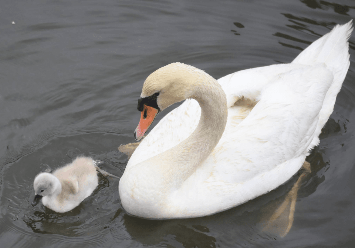 Swan and cygnets swimming in Cos Cob Harbor. Photo: Patty Doyle
