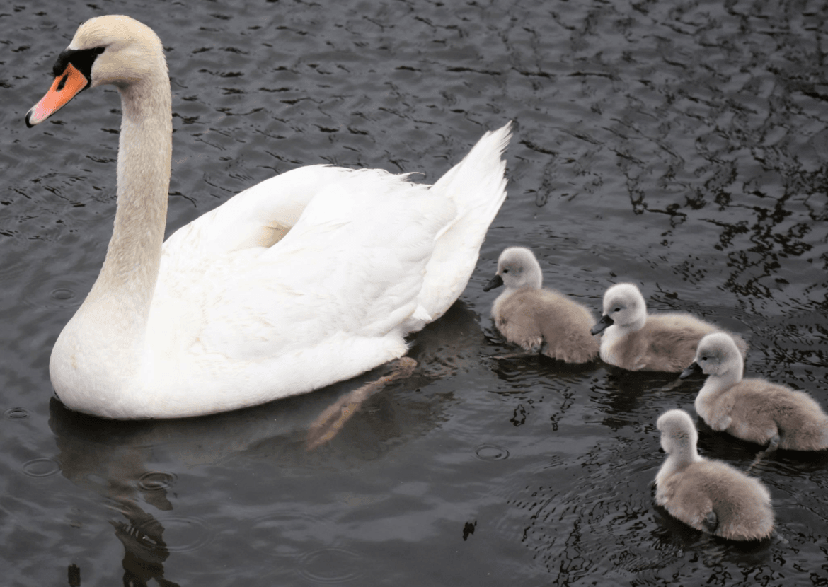 Swan and cygnets swimming in Cos Cob Harbor. Photo: Patty Doyle