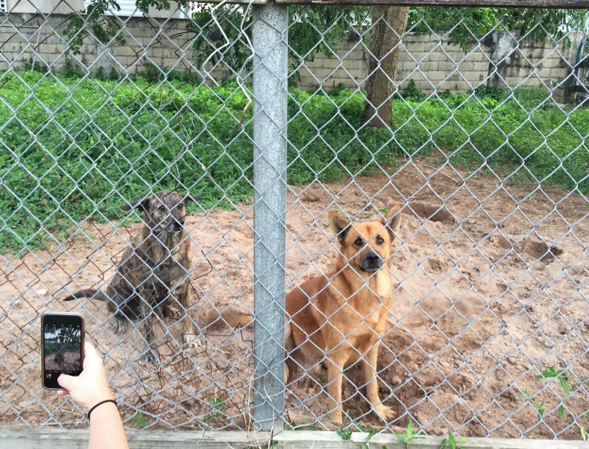 Stray dogs in Puerto Rico. Contributed: Jamie Yee