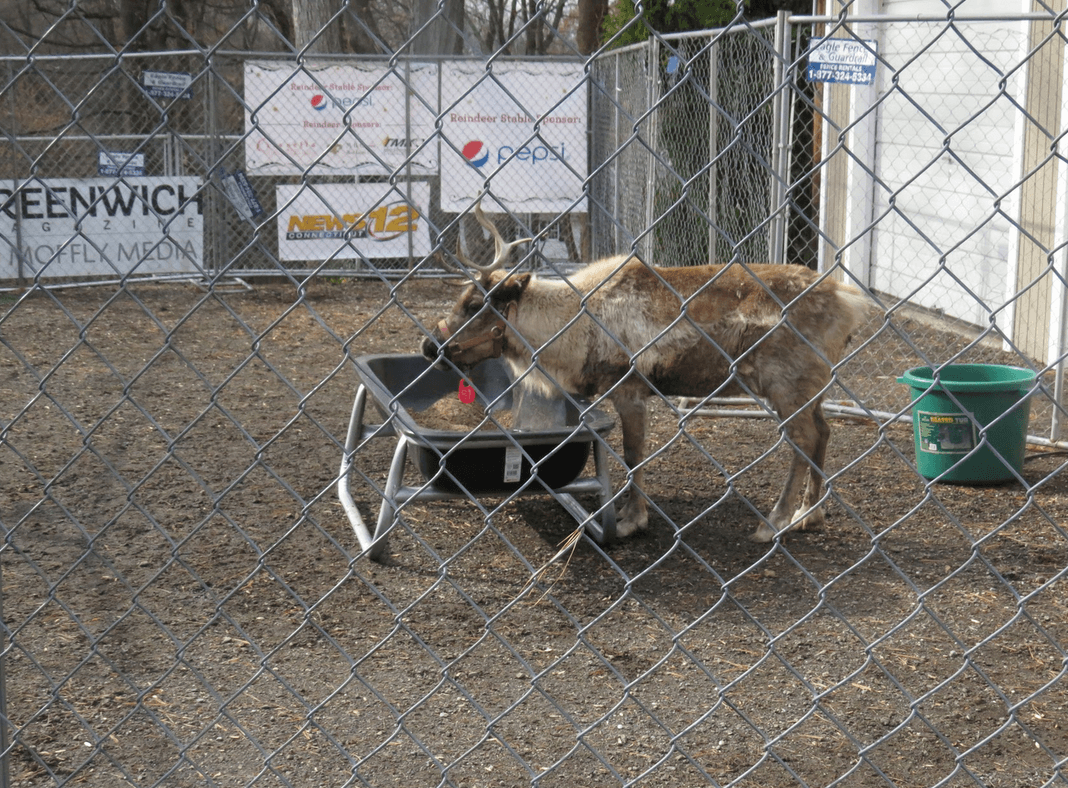 Reindeer festival at Sam Bridge 2016. Photo Elizabeth Budinoff