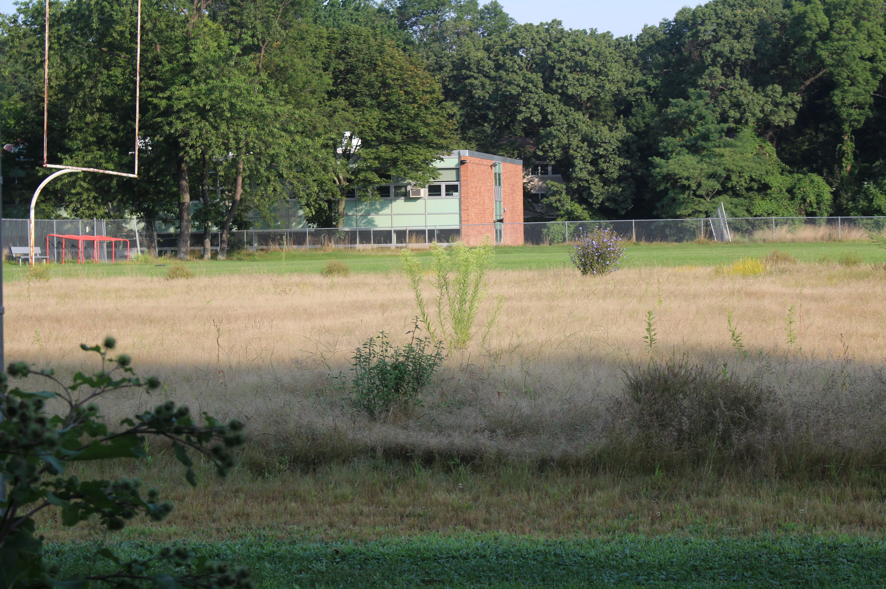Weeds sprouting at a close off field at Western Middle School. Aug 21, 2017 Photo: Leslie Yager