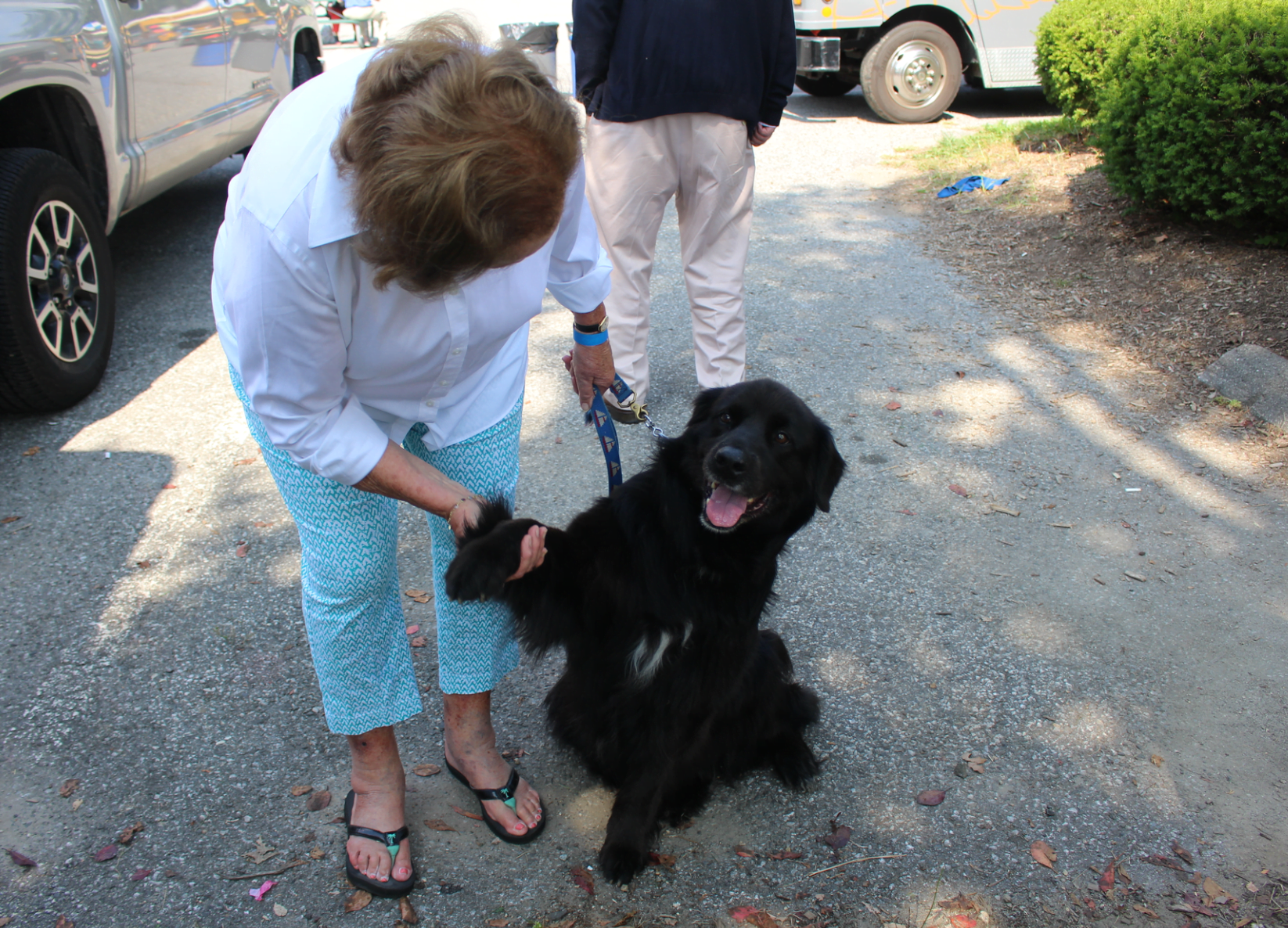 Oliver, who was adopted from Adopt a Dog four years go, shakes Mary Hull's hand at Puttin' on the Dog. Sept 17, 2017 Photo: Leslie Yager