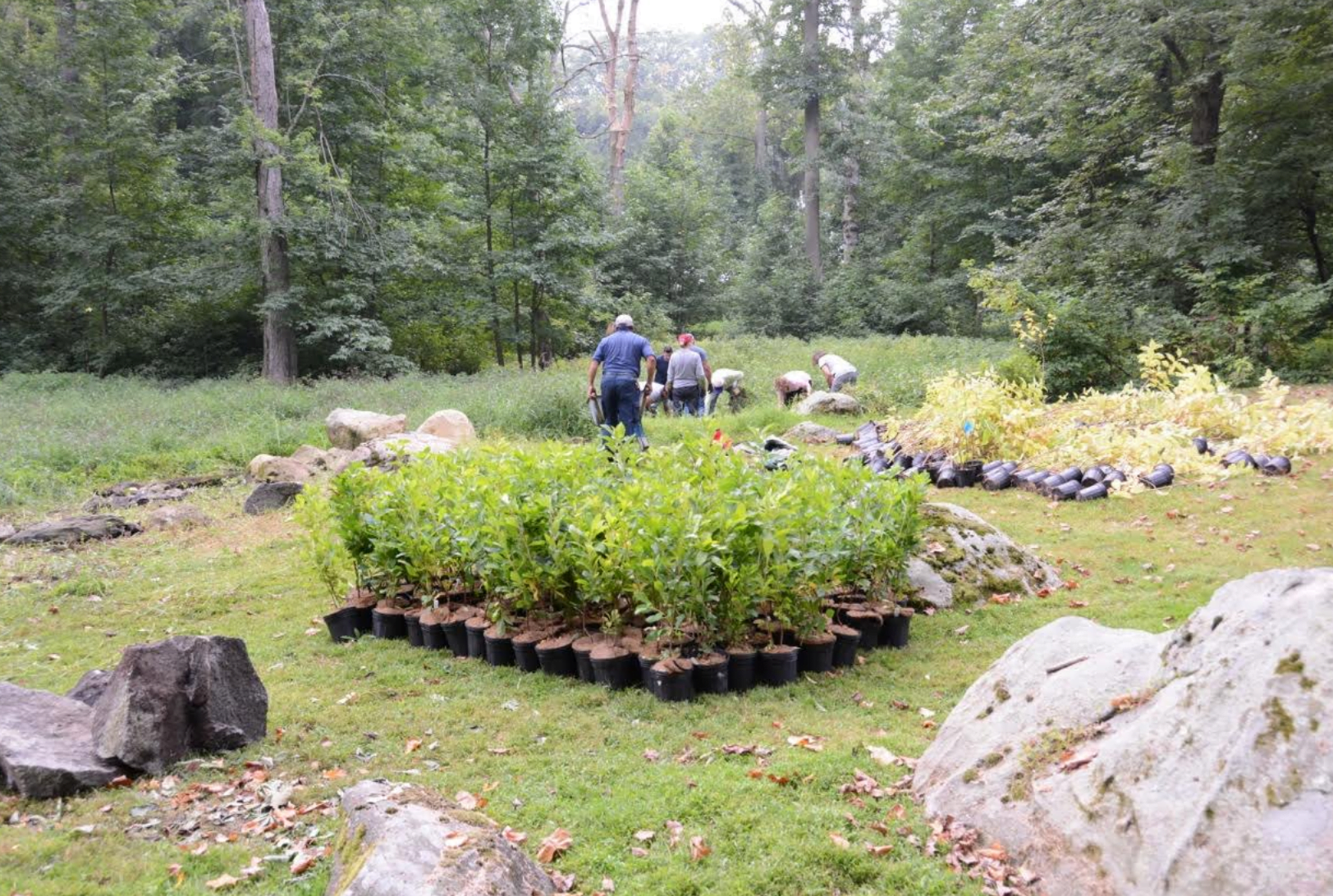 Neighbors and residents gathered in central Greenwich to complete a vernal pool planting and restoration on Hemlock Drive. Sept 16, 2017 Photo: Kerri Breed