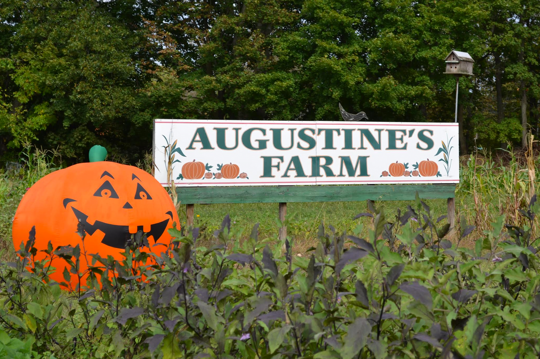 Giant pumpkin at Augustine's Farm at 1332 King Street in Greenwich. 