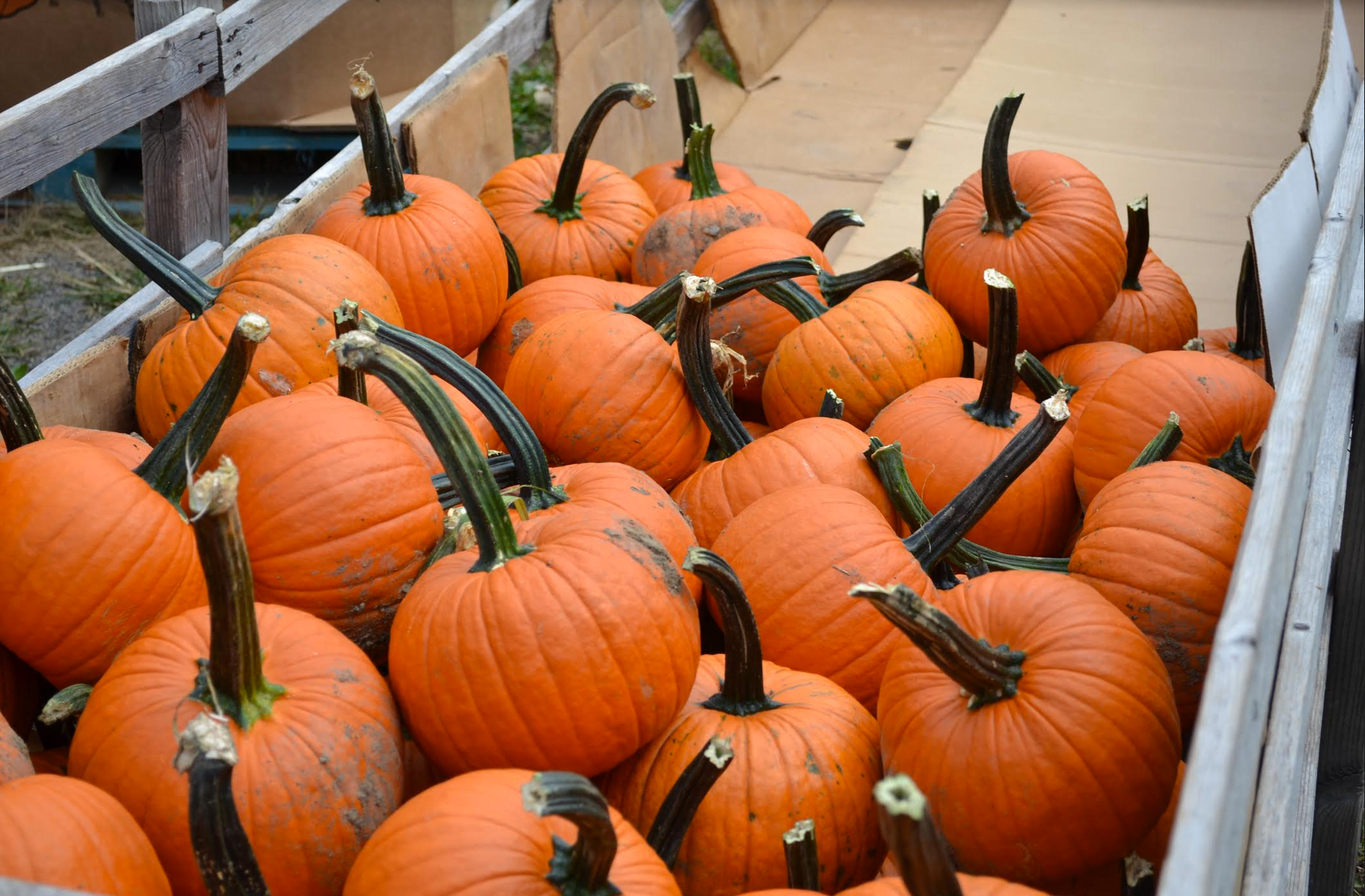 Pumpkins at Augustine's Farm at 1332 King Street in Greenwich. 