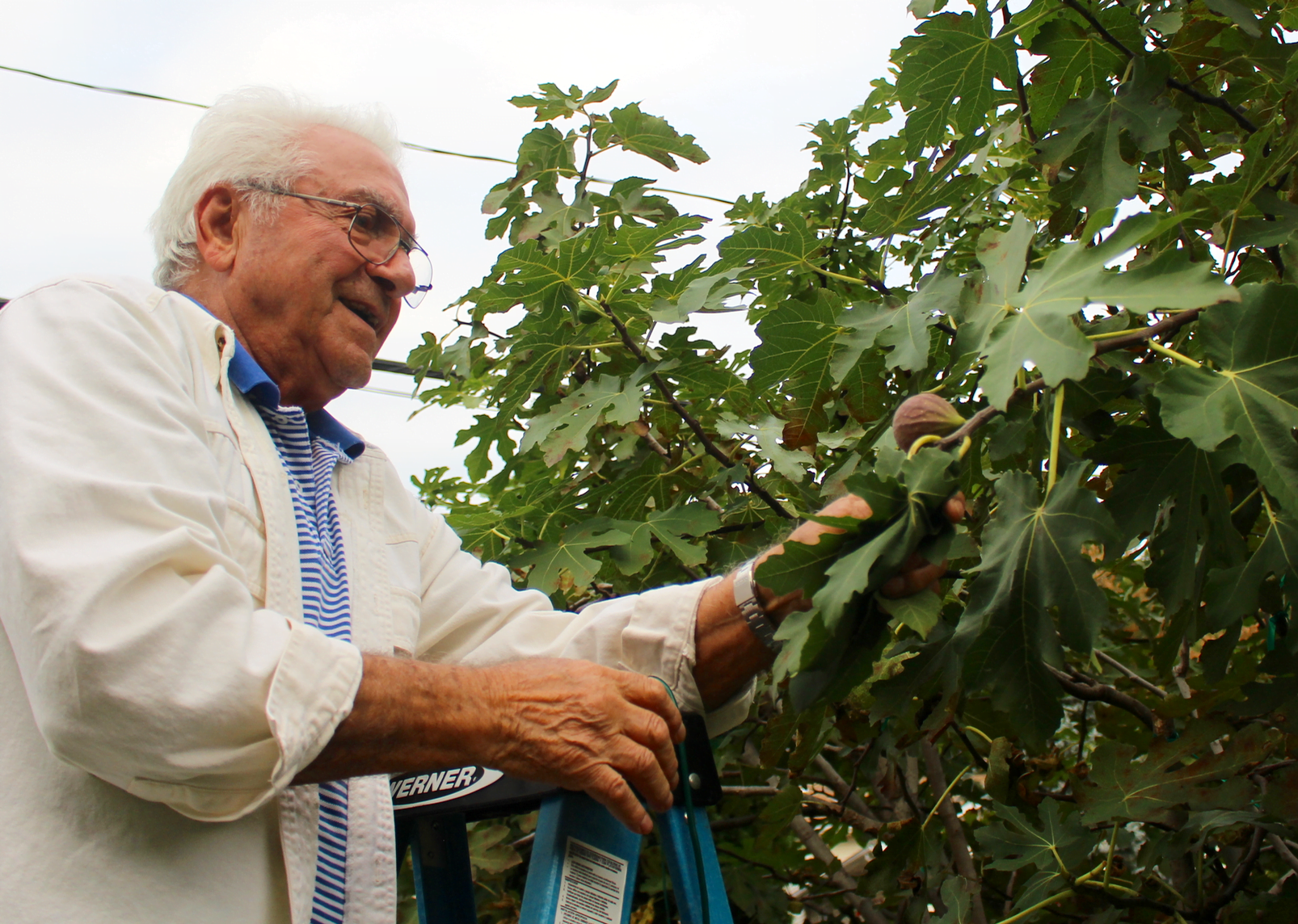 Tony DeVita checking on his fig tree in Pemberwick. Oct 13, 2017 Photo: Leslie Yager