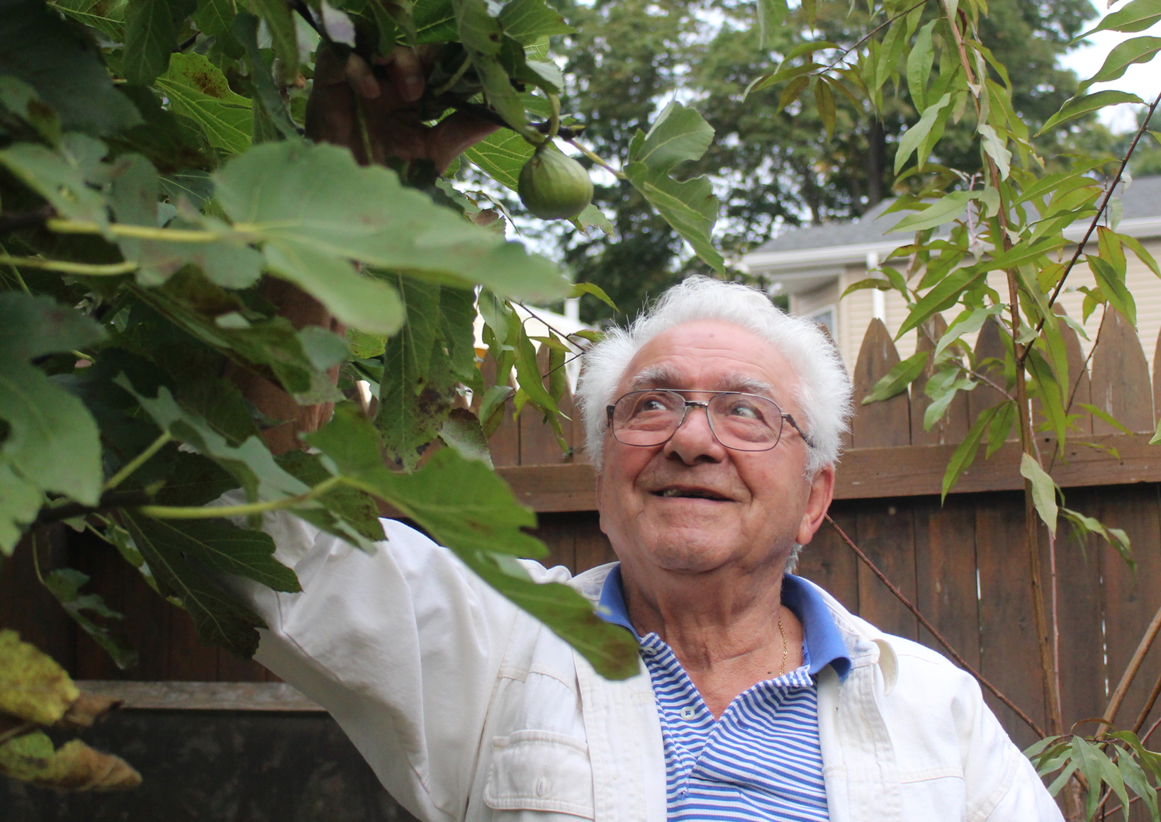 Tony DeVita Sr shows off the last of the figs on one of his fig trees in Pemberwick. Oct 13, 2017 Photo: Leslie Yager