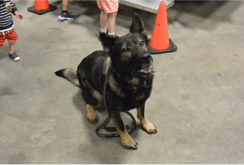 Greenwich Police canine "Kato" at Police Day, May 12, 2018 Photo: Nick Fiore