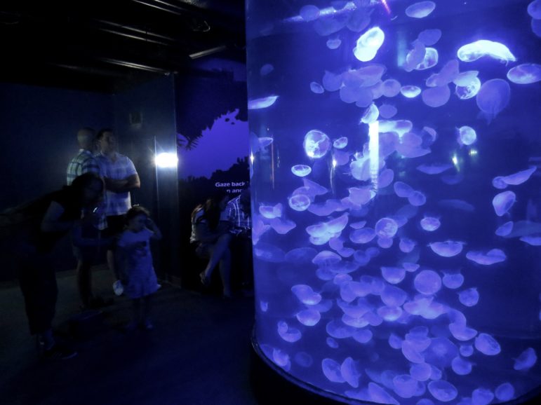 Part of the jellyfish exhibit. Photo: Alex Willcox. 