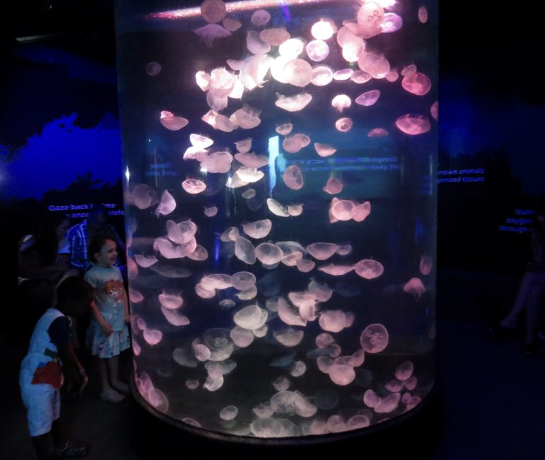 Part of the jellyfish exhibit. Photo: Alex Willcox. 