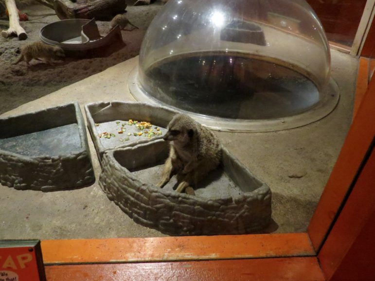 Meerkats are one of the more popular attractions at the aquarium. Photo: Alex Willcox.