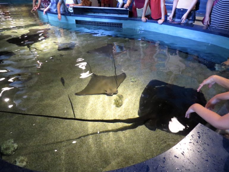 Rays in the aquarium's large petting pool. Photo: Alex Willcox