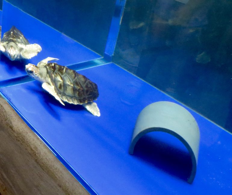 The museum's baby turtle. Photo: Alex Willcox.