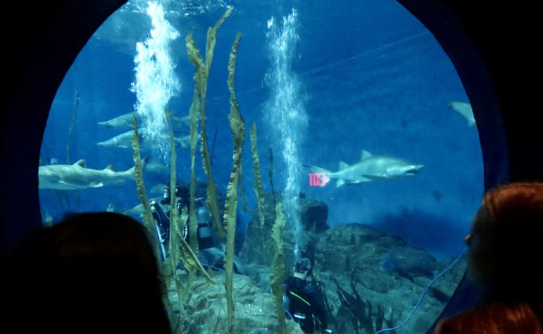 One of the divers in the shark tank. Photo: Alex Willcox.